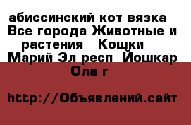 абиссинский кот вязка - Все города Животные и растения » Кошки   . Марий Эл респ.,Йошкар-Ола г.